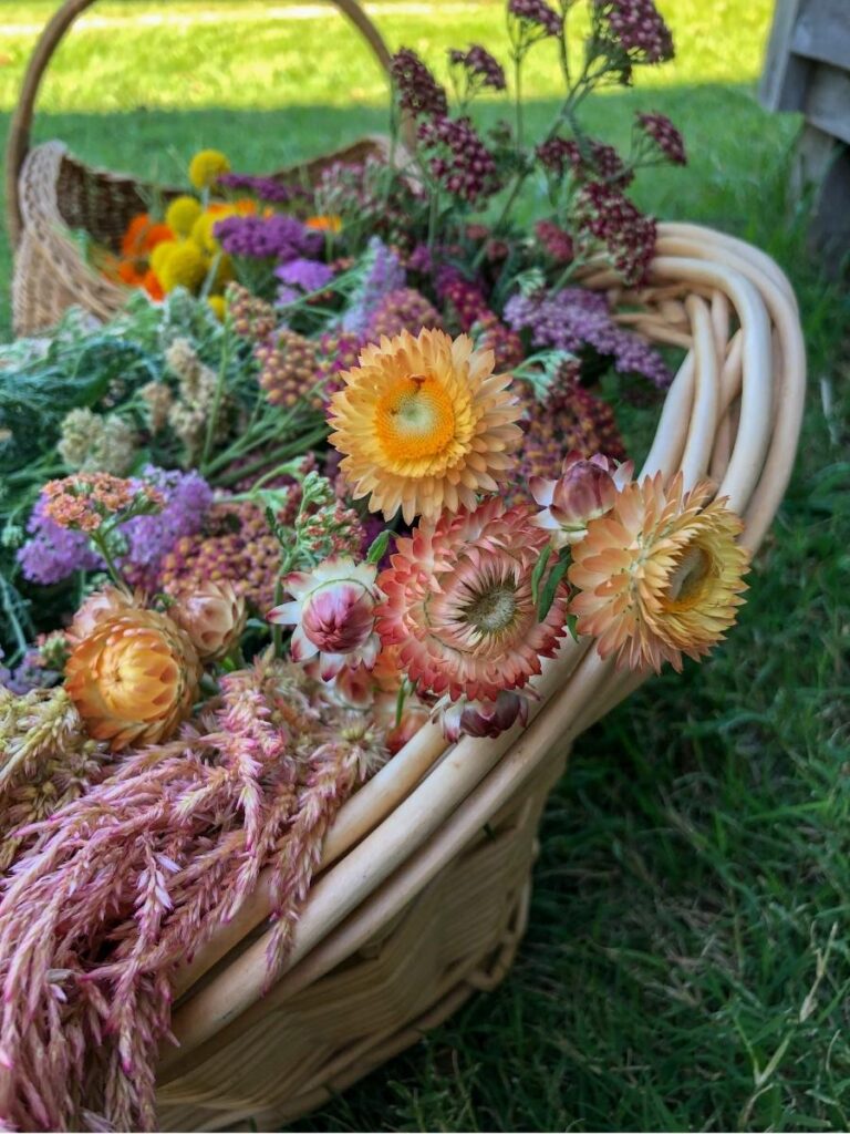 everlasting flowers in a basket